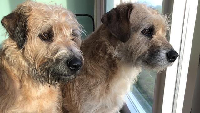 Dex en Dorus de Hollandse smoushonden op de bank. Ze kijken naar buiten.