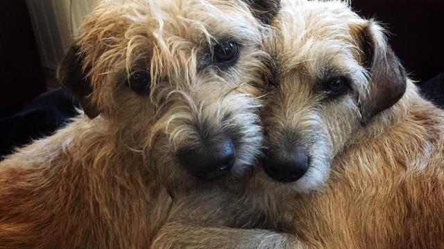 Dex en Dorus de Hollandse smoushonden hebben hun hoofden tegen elkaar gerukt en kijken de camera in.