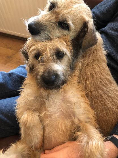 Dex en Dorus de Hollandse smoushonden zitten bij de baas en kijken de camera in.