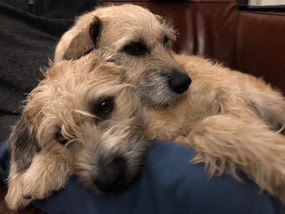 Dex en Dorus de Hollandse smoushonden zitten voor en achter elkaar en kijken schattig.