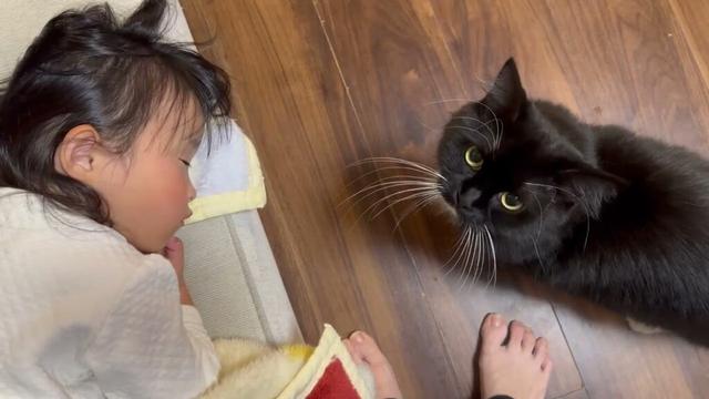布団の中に潜り込む猫　ラガマフィンA cat getting into bed. Ragamuffin