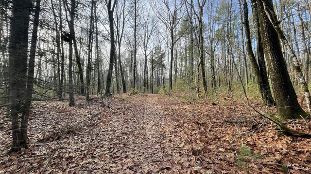 Wide shot of a trail covered in leaves and a sparse amount of trees