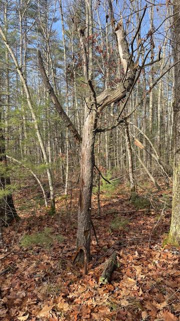 Phot of a tree that grows vertically for about 6 feet and then branches out to the right, almost like a backwards 4