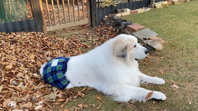 【ルンルンの裏庭】ポカポカ腰巻で下半身を温めているアラン