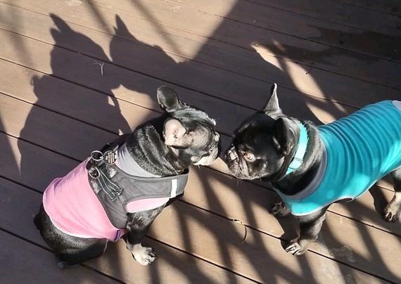 two french bulldogs stand face to face. The one on the left wears a pink shirt, the one on the right wears blue