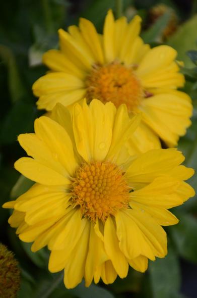 Description by Gemini Fast: A close-up, vertical shot of two bright yellow Blanket Flowers (Gaillardia species or similar composite flower), with the one in the foreground in sharp focus. Each flower has a vibrant yellow-orange central disc and broad, slightly ruffled yellow ray petals. A small water droplet glistens on a petal of the front flower. The background is composed of dark green, out-of-focus foliage.