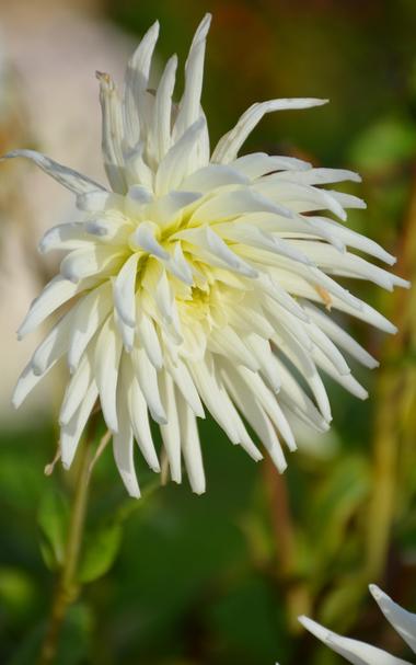 Description by Gemini Fast: A vertical close-up of a stunning white Cactus Dahlia flower, characterized by long, narrow, pointed petals that curl inwards, giving it a spiky appearance. The center of the flower has a soft, creamy yellow tint. The bright sunlight catches the texture of the petals, and the background is a soft blur of green and brown stems.