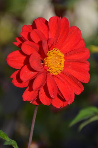 Description by Gemini Fast: A vertical, close-up photograph of a single red Dahlia flower, likely a single or collarette type. The petals are a rich, velvety red, surrounding a bright, contrasting yellow central disc composed of tiny florets. The flower is supported by a thin stem against a dark, blurred background of brown and green.
