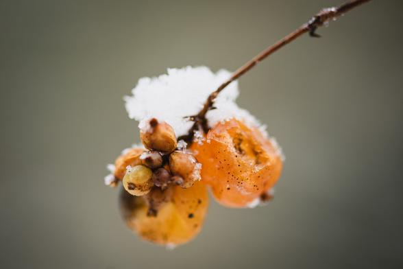 A photograph of a cluster of wrinkled orange berries hanging at the end of a little branch. On top of the berries lies a bit of snow. The background is entirely blurry and uniformly grey