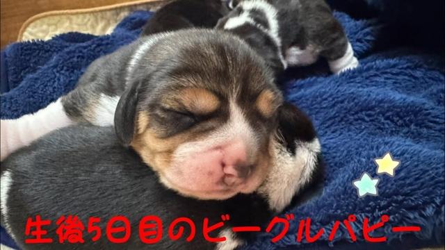 [ビーグル]生後5日目のビーグルパピー(マナ)