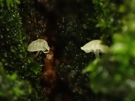 Two tiny mushrooms (2mm) hiding in the wet mossy bark of a tree, the left mushroom is in focus and had a drop of water hanging of its left side.
