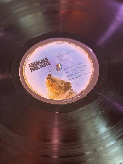 The A side of “Animals” by Pink Floyd. It is an original 1977 pressing of arguably the best Floyd album.