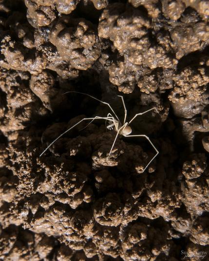 A brown textured wall of a cave, with an indent. Sitting above that dark indent as the light shines across it is a pale spindly thing, Tolus appalachius harvestman. Not a spider, but kinda looks like one. If this were massive human-sized it would be nightmare fuel even I admit that, haha. But it's small, like the size of a quarter.
