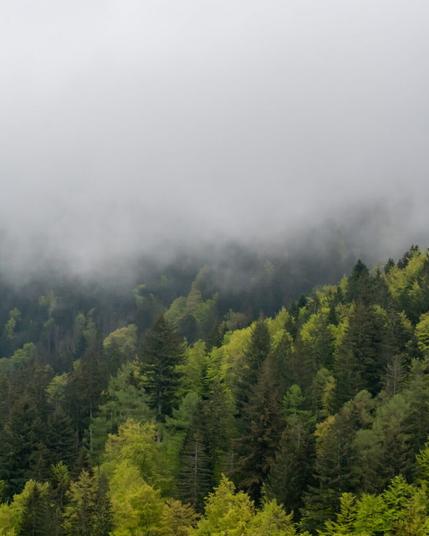 Der Blick auf einen Berg im Schwarzwald. Unten sieht man grüne Nadelbäume darüber Nebel.