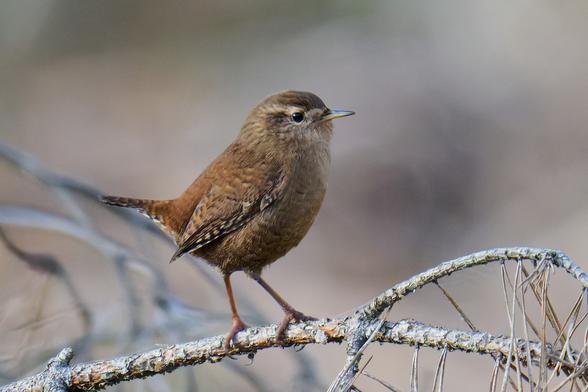 Brauner Zaunkönig mit kurzem Schwanz steht auf einem mit Flechten bedeckten Ast vor unscharfem Hintergrund.