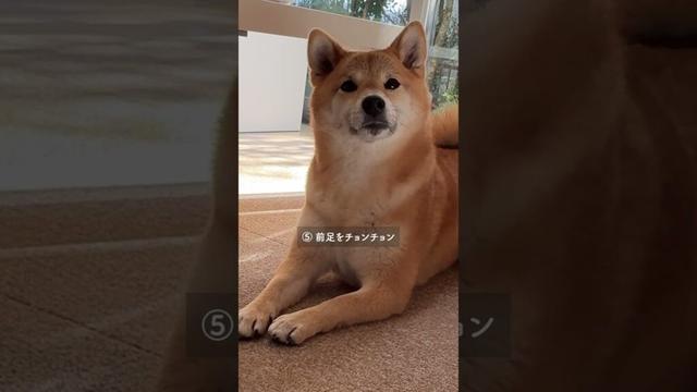 柴犬の行動を人間語に 翻訳してみた 【#403 】 #柴犬 #柴犬との暮らし