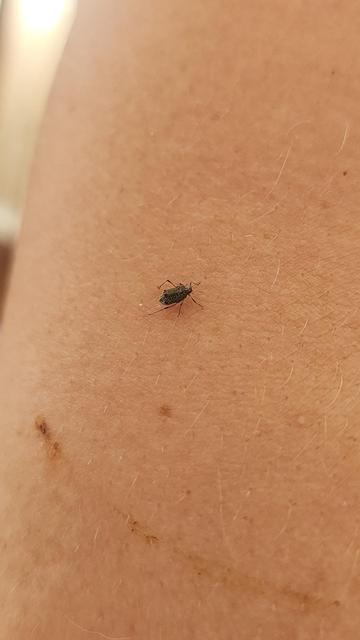 A bug on an arm