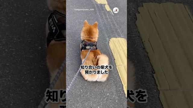 拒否柴の本領発揮｜PECO