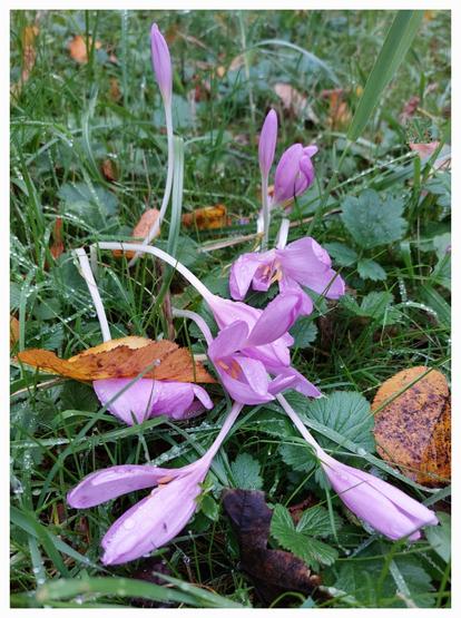 Meadow with purple autumn crocuses, green grasses and colourful leaves after a rain shower. Everything is covered with water droplets. The open blossoms and thin, long stems of the autumn crocuses have bent to the ground under the weight of the heavy water droplets. The rich green of the grass, the orange-brown autumn leaves and the delicate purple of the flowers create a beautiful colour contrast. An atmosphere of freshness fills the scene.