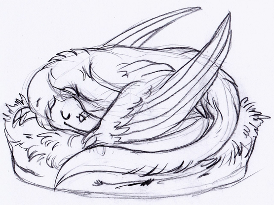 A sketch of a curled up raptor.
