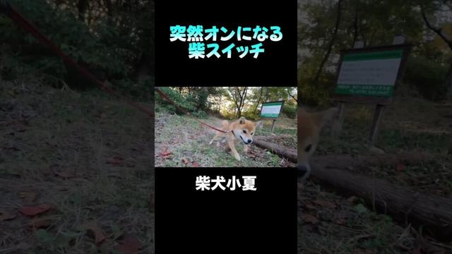 突然オンになる 柴スイッチ #神戸  #shibainu #柴犬