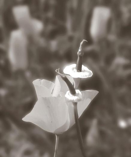 Two California poppy buds with white petals, stems, and flower bases, set against a blurred background, appear in a sepia-toned close-up. The focus is on the poppy buds, which have unique shapes.
