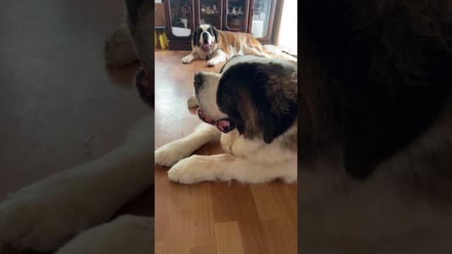 セントバーナードってあっという間に大きくなります