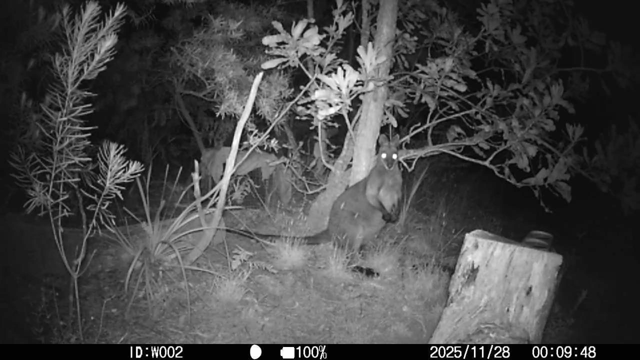 An infrared camera view, so it's black and white, of a small clearing in a eucalypt forest. On the right a couple of tree stumps hold a water bowl. Right in the middle of the view stands a wallaby, looking straight at the camera. The timestamp reads 2025/11/28 00:08:46.