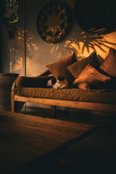 The holiday house cat