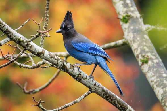 A photo of a Steller's jay (Cyanocitta stelleri) perched on a gray lichen-covered tree branch against a blurred background of yellow and orange autumn foliage. The bird displays its distinctive black crested head and vibrant blue plumage on its wings, back, and tail, while facing to the left and framed by more branches and twigs.