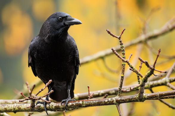 A photo of an American crow (Corvus brachyrhynchos) perched on a thin lichen-covered tree branch with a golden-yellow fall foliage out of focus in the background behind it. It is a very large songbird that is jet black from the tip of its beak to the end of its tail. It is facing the camera with its head turned to the right of the frame.