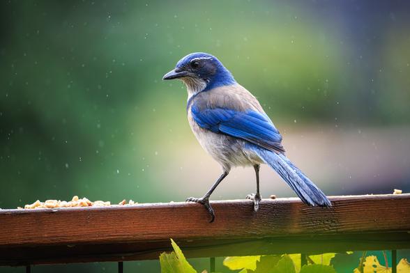 A photo of a California scrub jay (Aphelocoma californica) perched on a wooden fence top with its back to the camera and its head turned to the left of frame, and scattered peanuts on the fence in front of it. The bird features a vibrant blue head, wings, and tail with a gray-brown back and pale gray underside. Light rain is visible in the air around it and the background behind it is soft, blurred greenery.