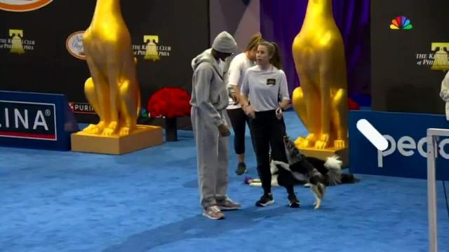 Trust the Pawcess, can we get Howie and Spike a 10-day contract?