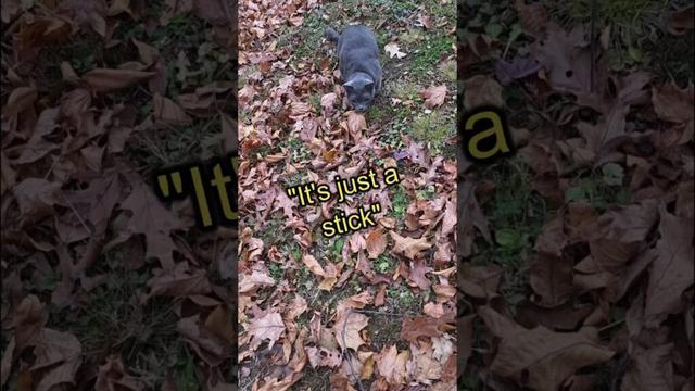 Thanksgiving Dinner Hunt #koratcat #cutecat #koratkitten #funnycats