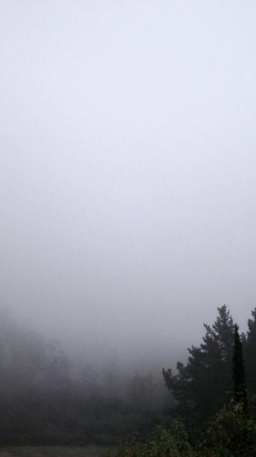 Fotografía en color de árboles envueltos en niebla