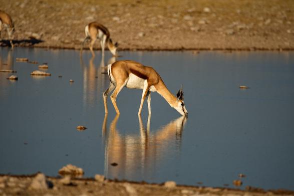 Antylope drinking water