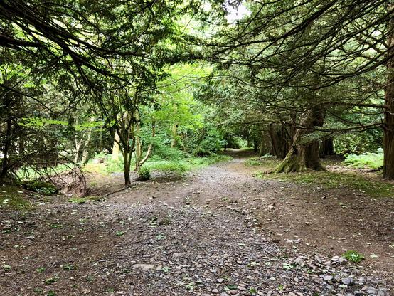 A dirt and gravel path winds through a quiet woodland, flanked by tall trees with dense, interlocking branches that create a shaded canopy. The ground is scattered with small stones, leaves, and patches of moss, with ferns and low greenery lining the edges of the trail. Sunlight filters through gaps in the foliage, illuminating sections of the forest floor while leaving other areas in soft shadow. The path narrows as it leads deeper into the trees, curving gently out of sight, giving a sense of seclusion and calm within the natural surroundings.