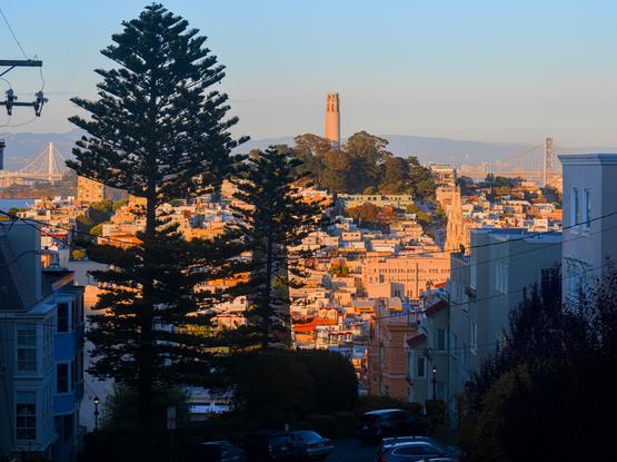 Looking down a hill towards the Chinatown area of San Francisco, in the golden afternoon sun. The street leads up to another hill that has Coit Tower on the top. Silhouettes of trees are in the foreground.