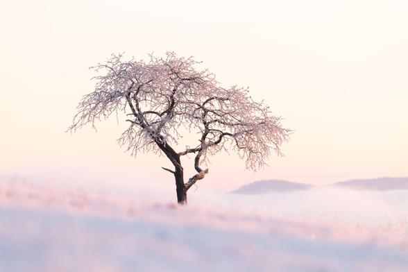 Ein einzeln stehender Baum auf einer komplett mit Reif überzogenen Landschaft bei Sonnenaufgang. Die ersten Sonnenstrahlen färben den Reif am Baum und auf der Wiese orange und rosa. Im Hintergrund geht der Blick über etwas Hochnebel zu einer weiteren Hügelkette.