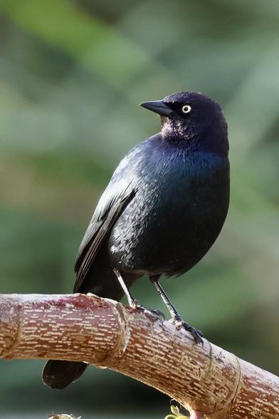 a black bird with green eyes perches on a thick branch