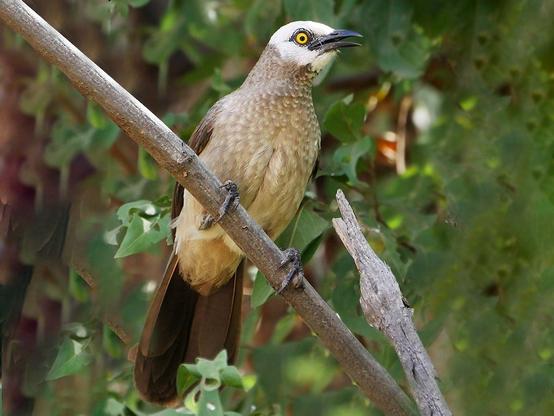 Cretzschmar's Babbler photographed by Nik Borrow