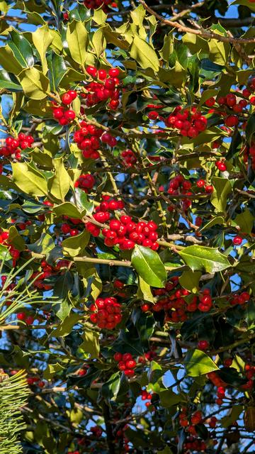 Das Bild zeigt mehrere Zweige eines Ilex-Strauchs, die zahlreiche rote Früchte tragen. Es herrscht sonnige Stimmung. Im Hintergrund blauer Himmel.