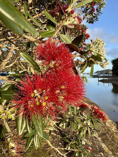 Red pōhutukawa (“NZ Christmas tree”) flowers at Tutukaka Marina