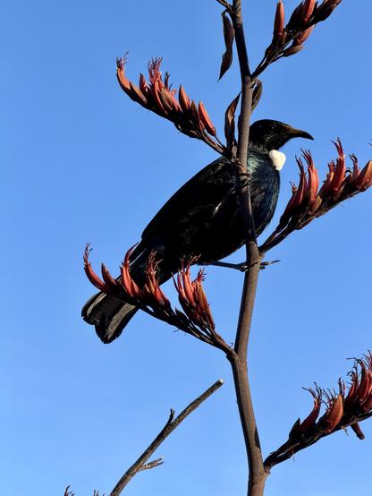 Native songbird with distinctive white feather neck tuft in flax flower