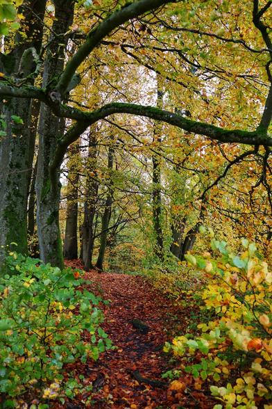 A serene woodland path in autumn, carpeted with fallen leaves in shades of red, orange, and brown. The path is flanked by tall, mature trees with thick trunks, their branches arching overhead to create a natural canopy. The leaves on the trees are a vibrant mix of green, yellow, and gold, capturing the essence of the season. Sunlight filters through the foliage, casting dappled light and shadow on the forest floor. Bushes and smaller plants, still lush with green leaves, line the edges of the path, adding depth and texture to the tranquil scene.