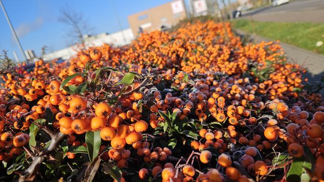 An ocean of bright orange berries shining in sunlight. There's so many that the rest of the bush isn't visible, not even many of the leaves. Blurry in the background are some buildings, blue sky and a tiny bit of grass.