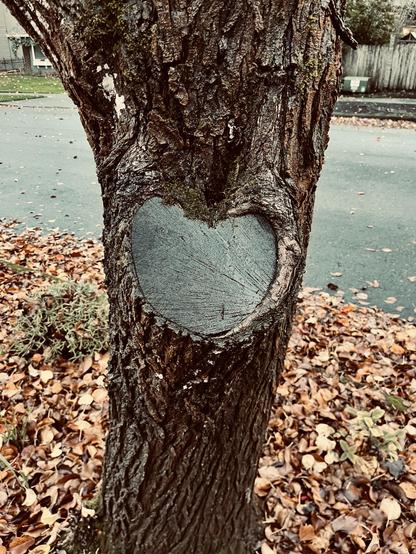 The trunk of a tree with a heart-shaped scar where a branch was cut off. It’s wet from the rain and there are piles of autumn leaves on the ground behind it.