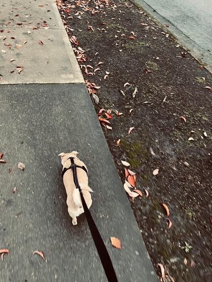 A small golden dog on a leash, walking on a wet sidewalk with some scattered leaves on the ground.