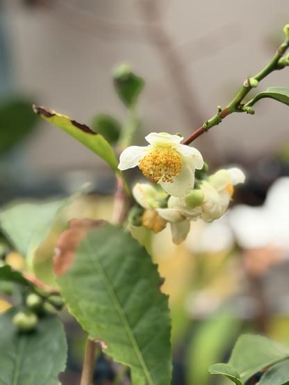 The tea camellia in bloom - a creamy white five petalled flower with a million and one yellow-pollen-tipped stamen clipped tightly to a spindly woody stalk and dark green leaves.
