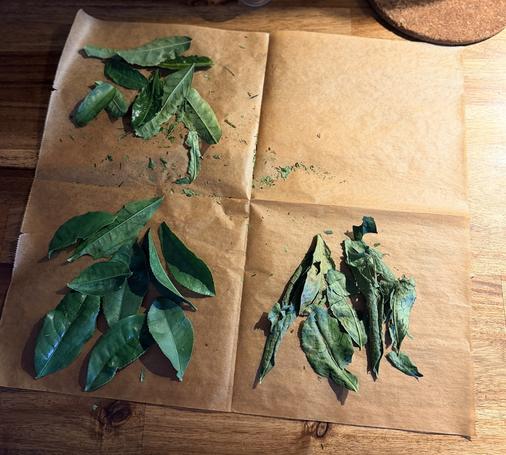 The three teas drying - top left is hojicha (pan roasted, but still very green, starting to crumble on the edges), left is green (steamed, softer and more supply leaves), right is a very weak black (hand crushed and left to oxidise for a few days, torn and crumbly in a washed out green). Leaves resting on baking paper on a kitchen bench.